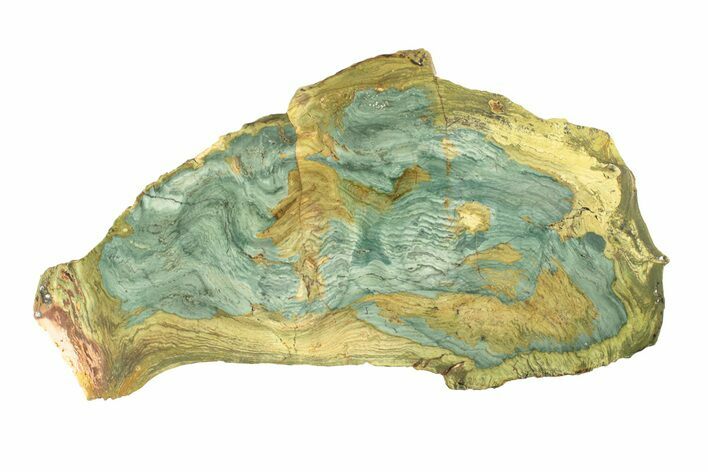 Gary Green Jasper (Larsonite) Bog Wood Slab - Oregon #263469